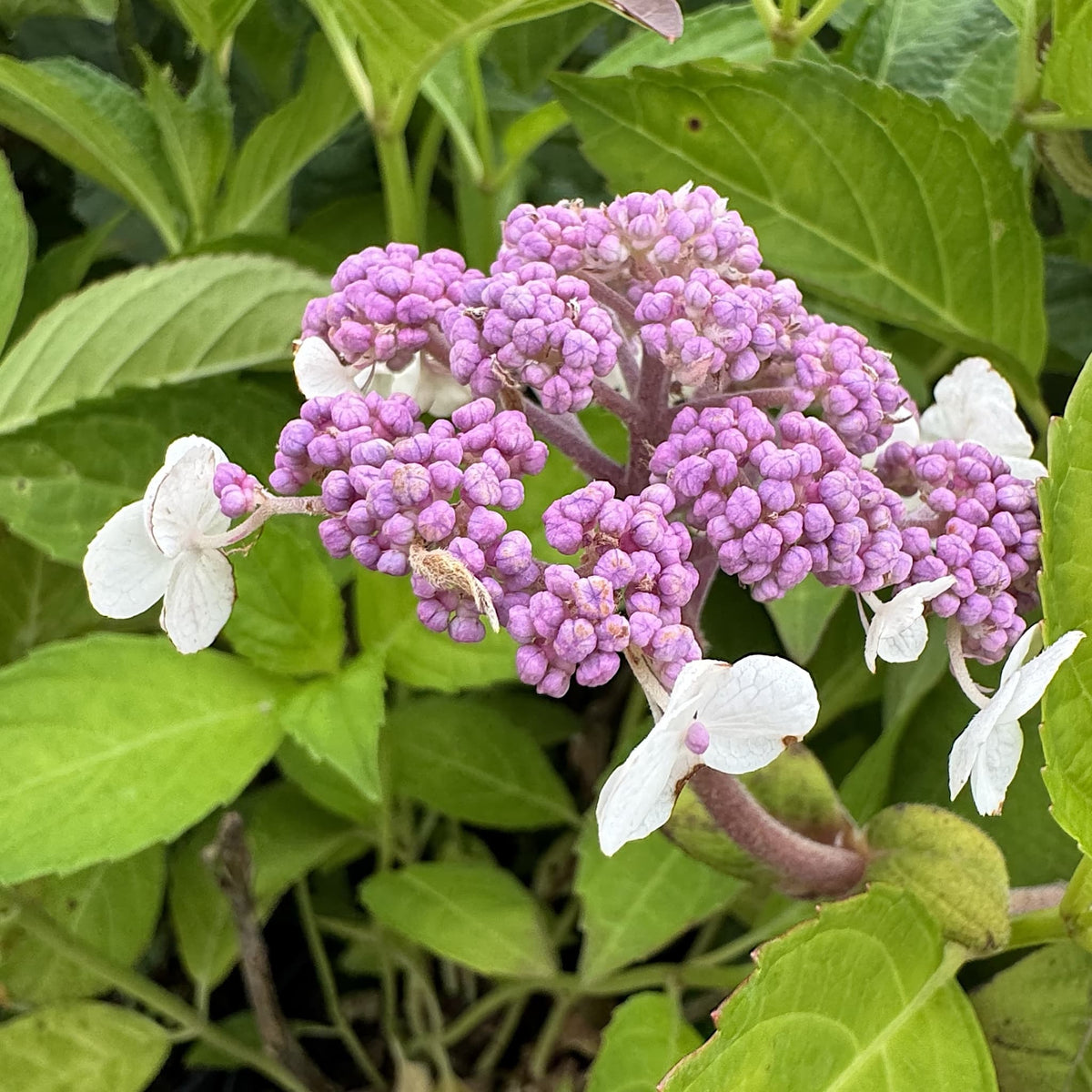 Hydrangea aspera 'Macrophylla'
