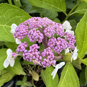 Hydrangea aspera 'Macrophylla'