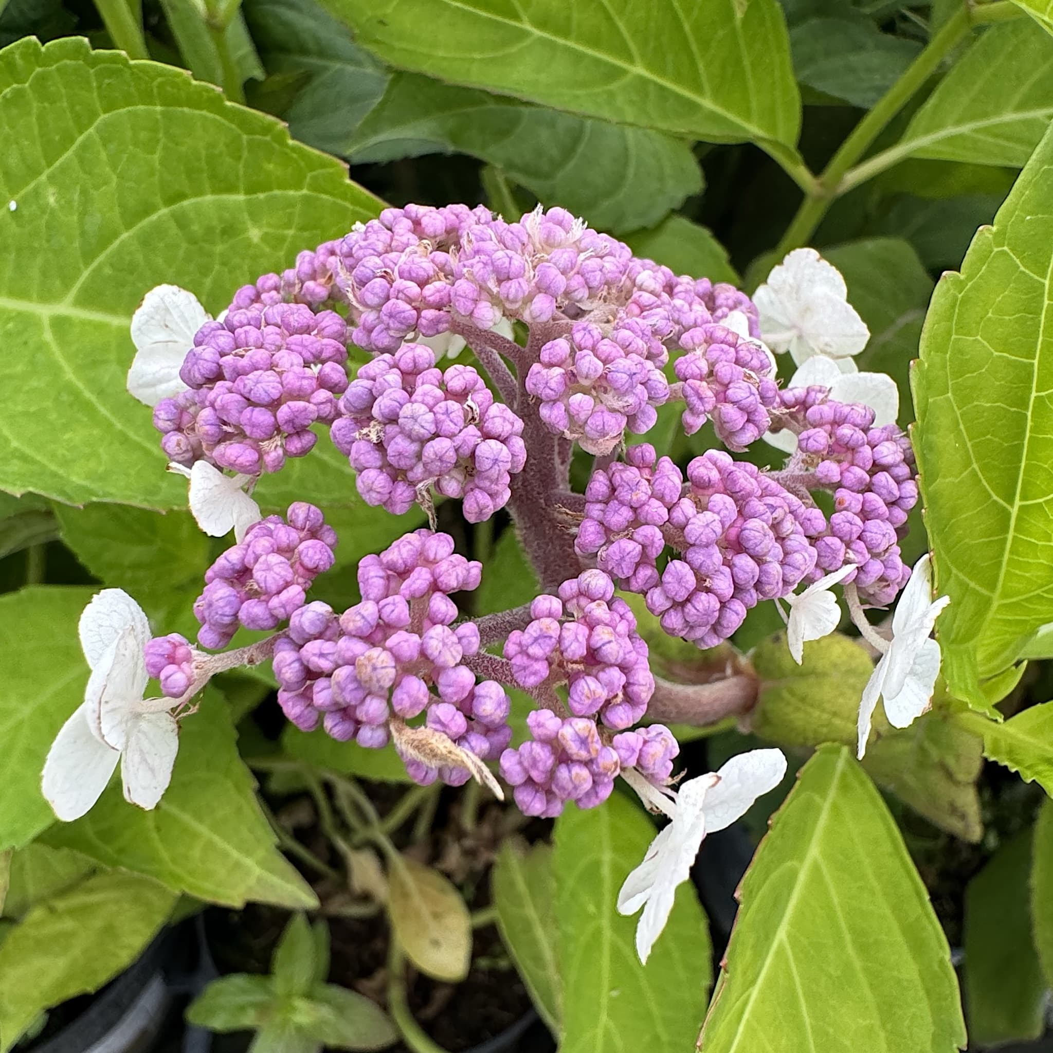 Hydrangea aspera 'Macrophylla'