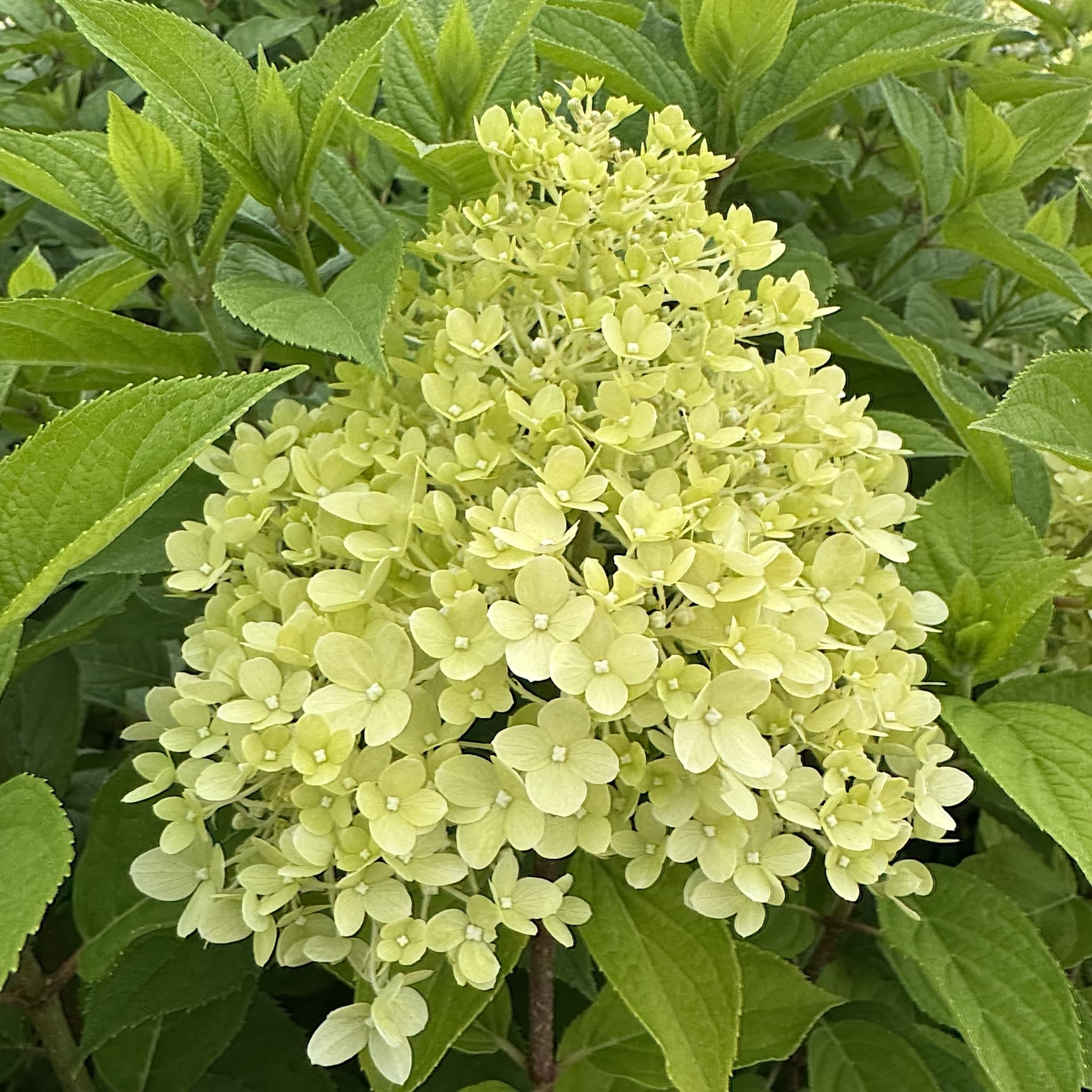 Hydrangea pan. 'Limelight'
