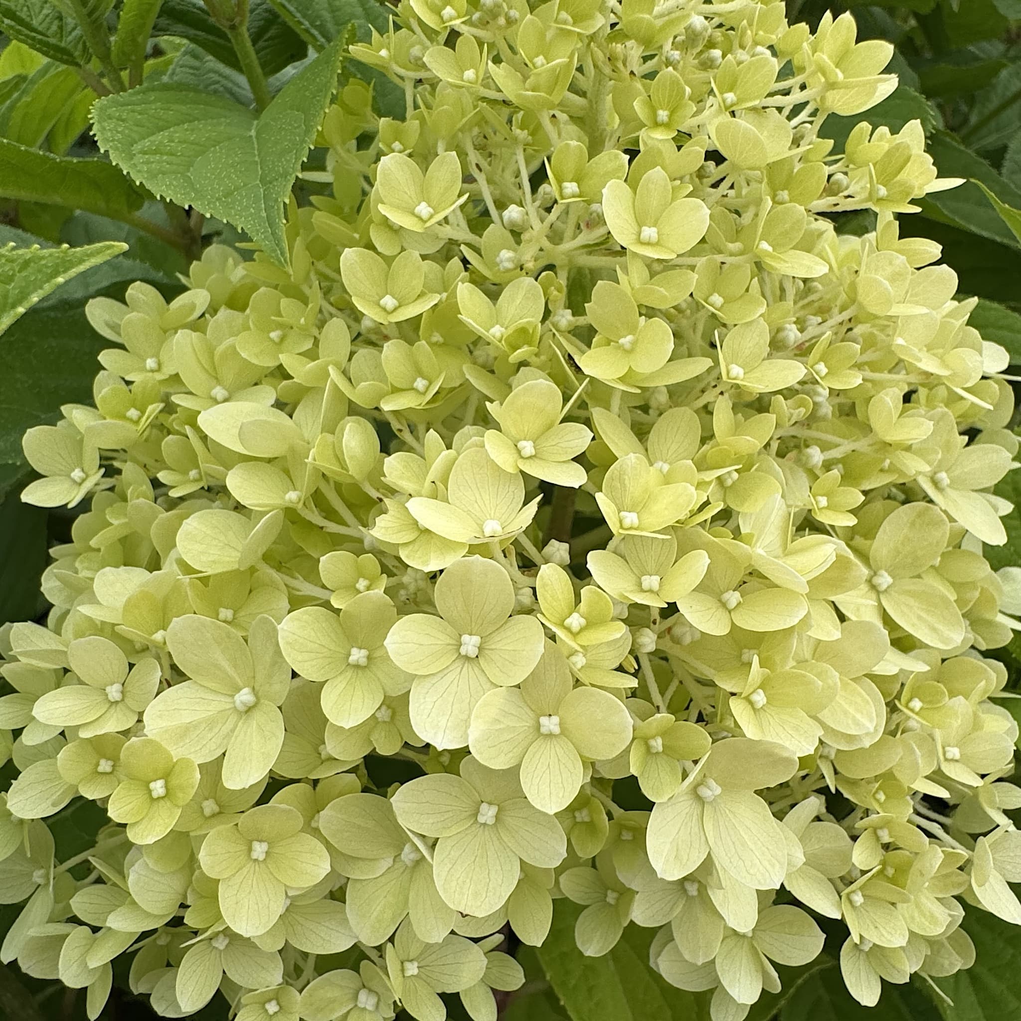 Hydrangea pan. 'Limelight'