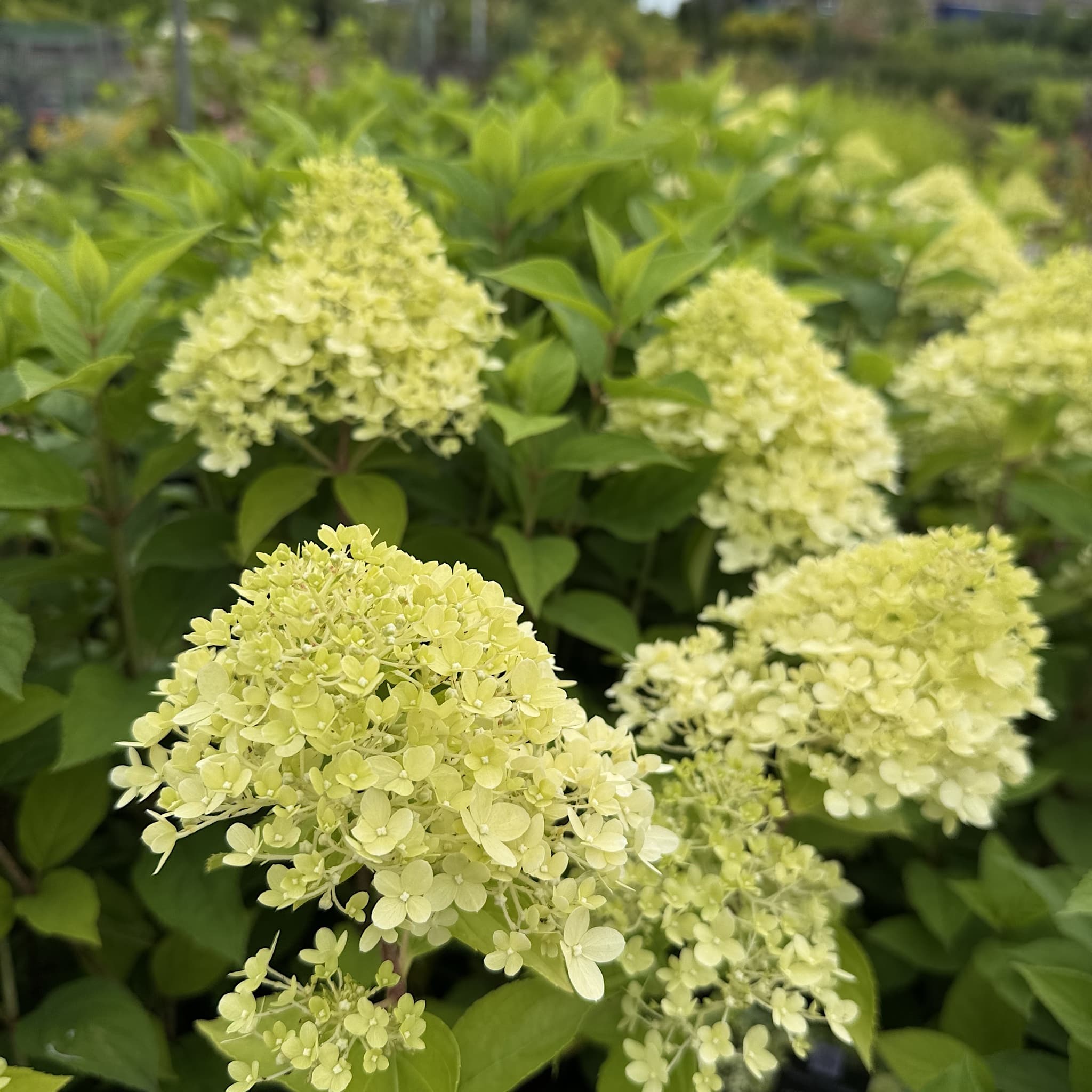 Hydrangea pan. 'Limelight'