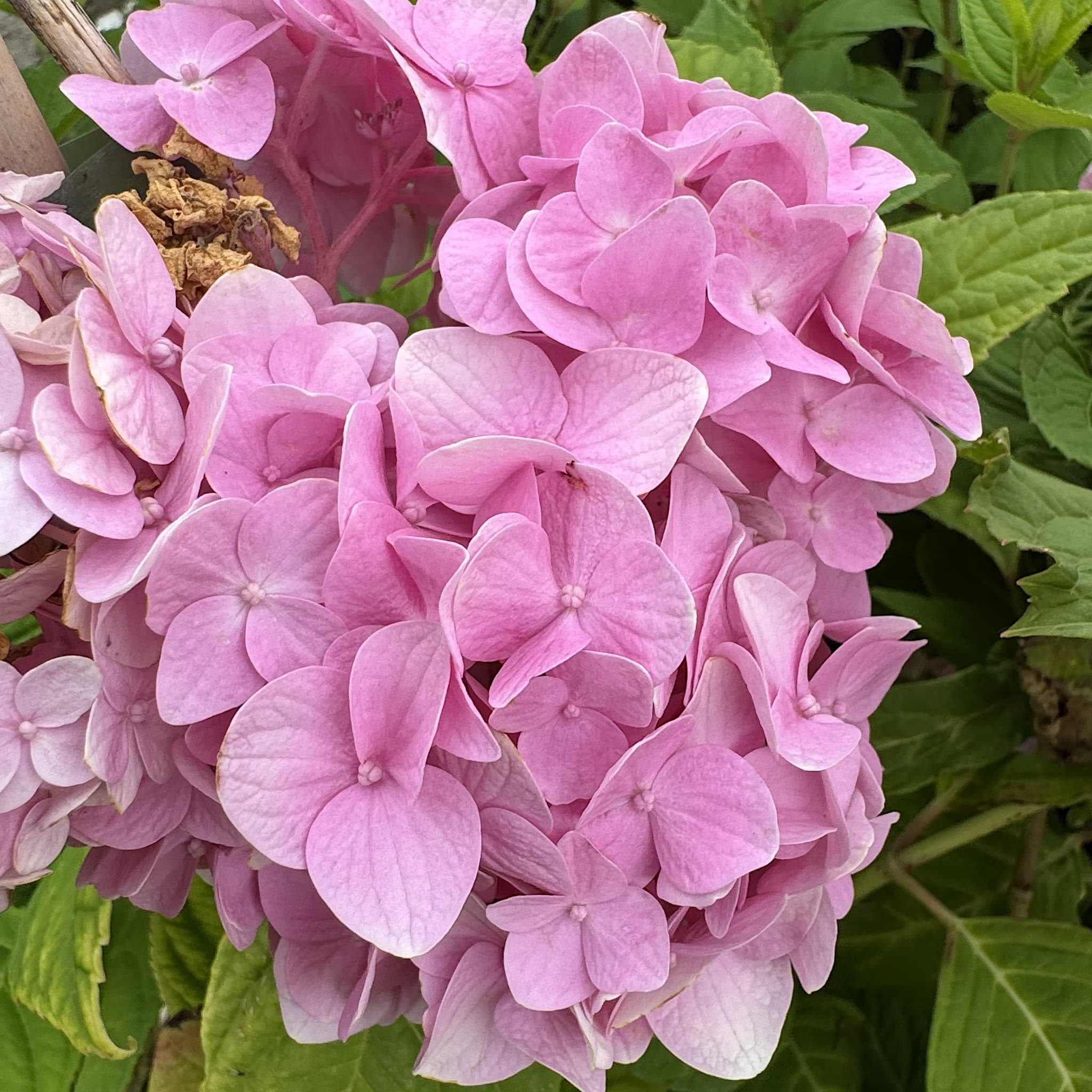 Hydrangea macr. ‘La France'