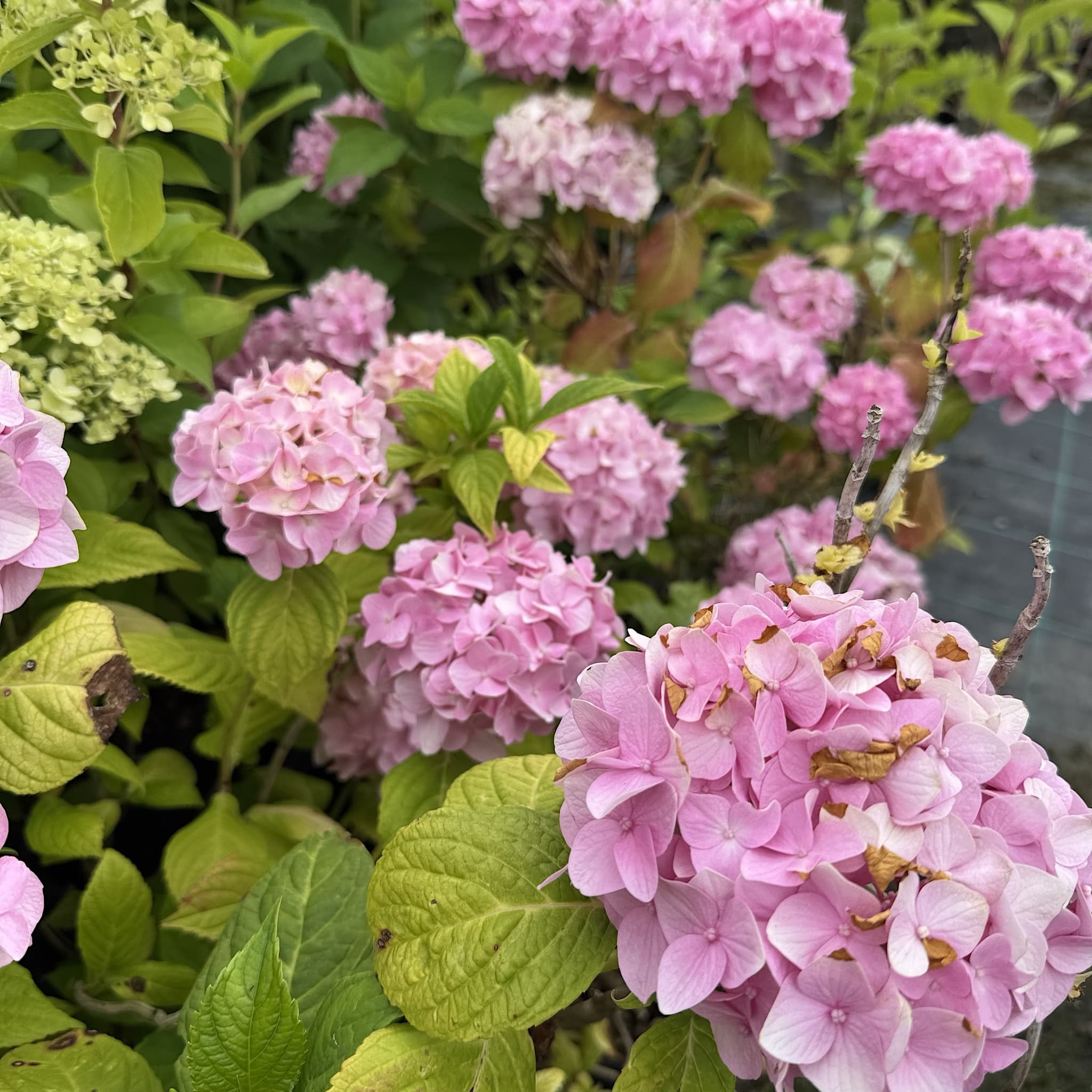 Hydrangea macr. ‘La France'