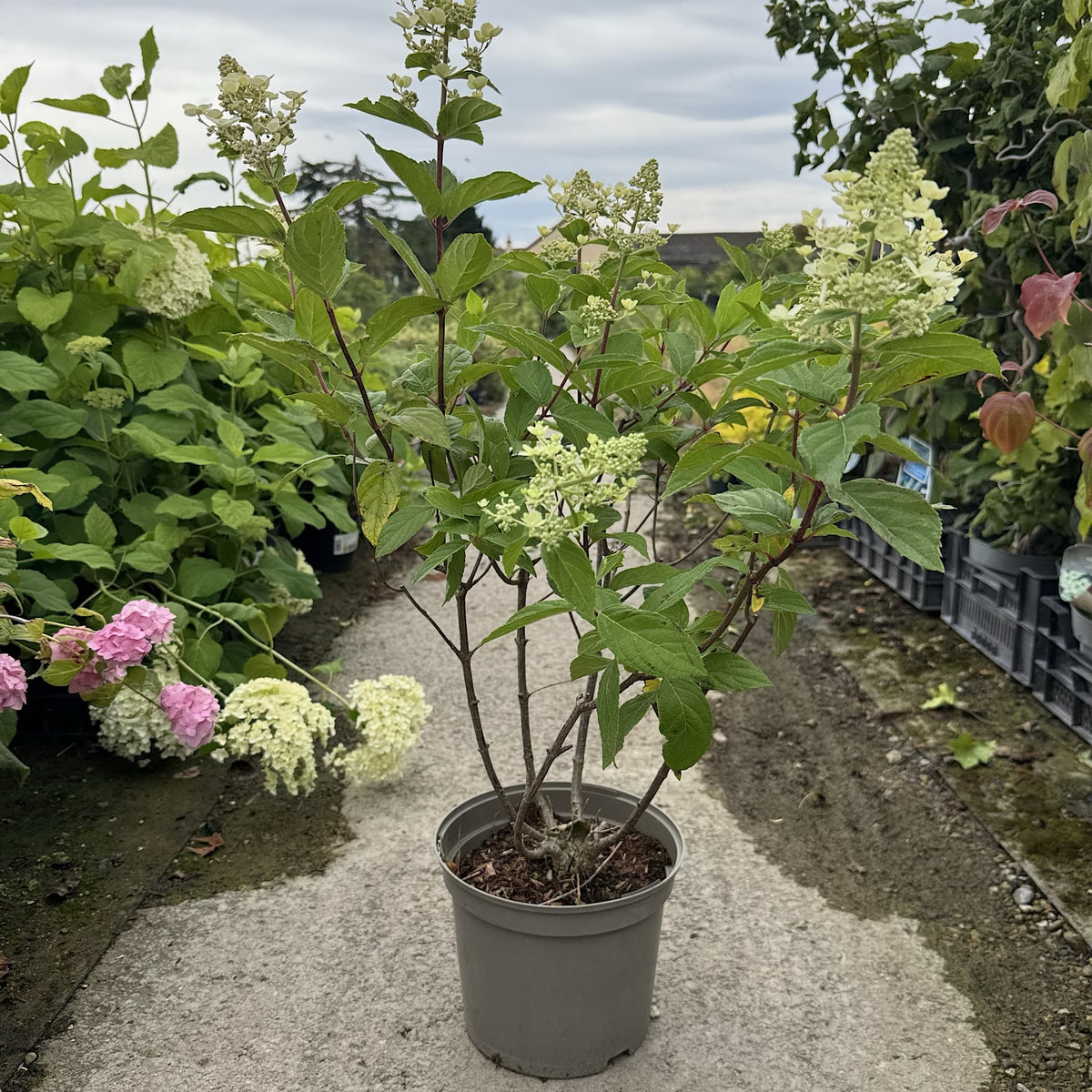 Hydrangea paniculata 'Graffiti'