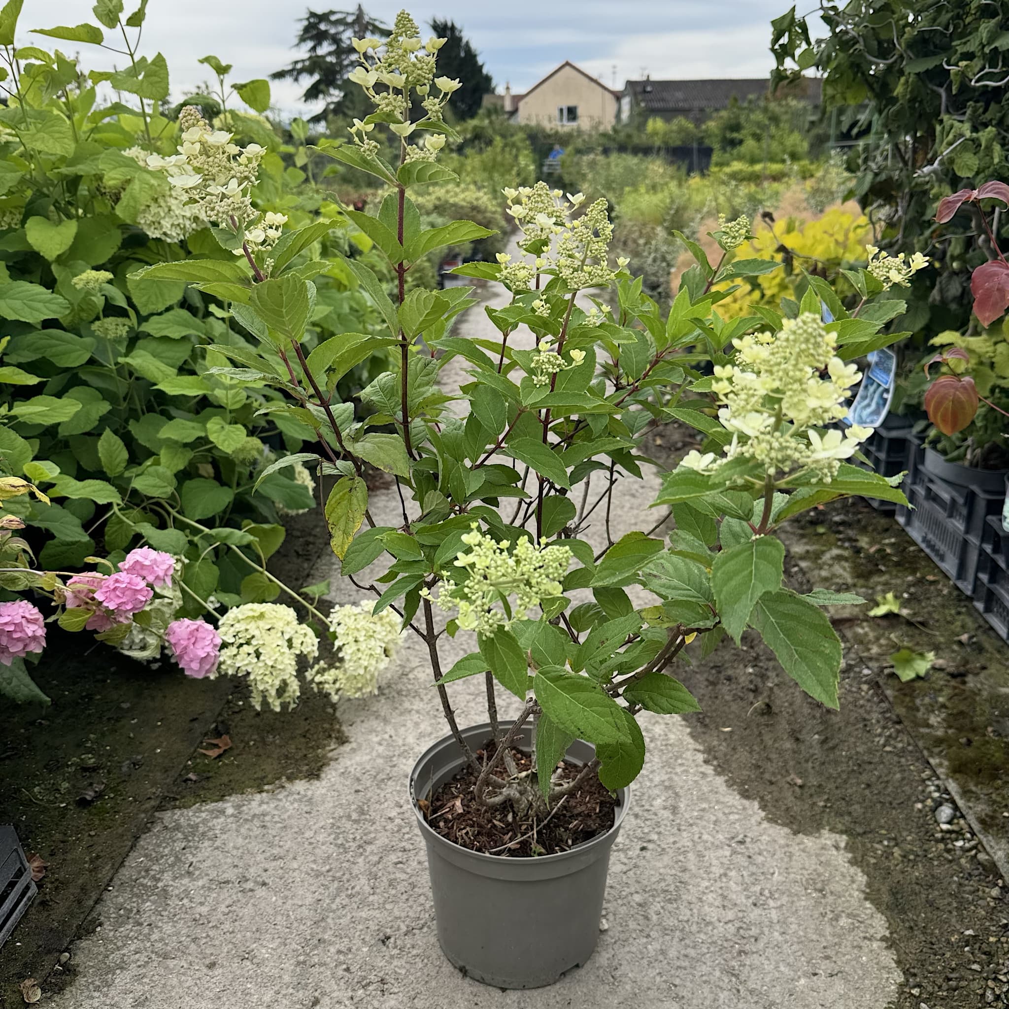 Hydrangea paniculata 'Graffiti'
