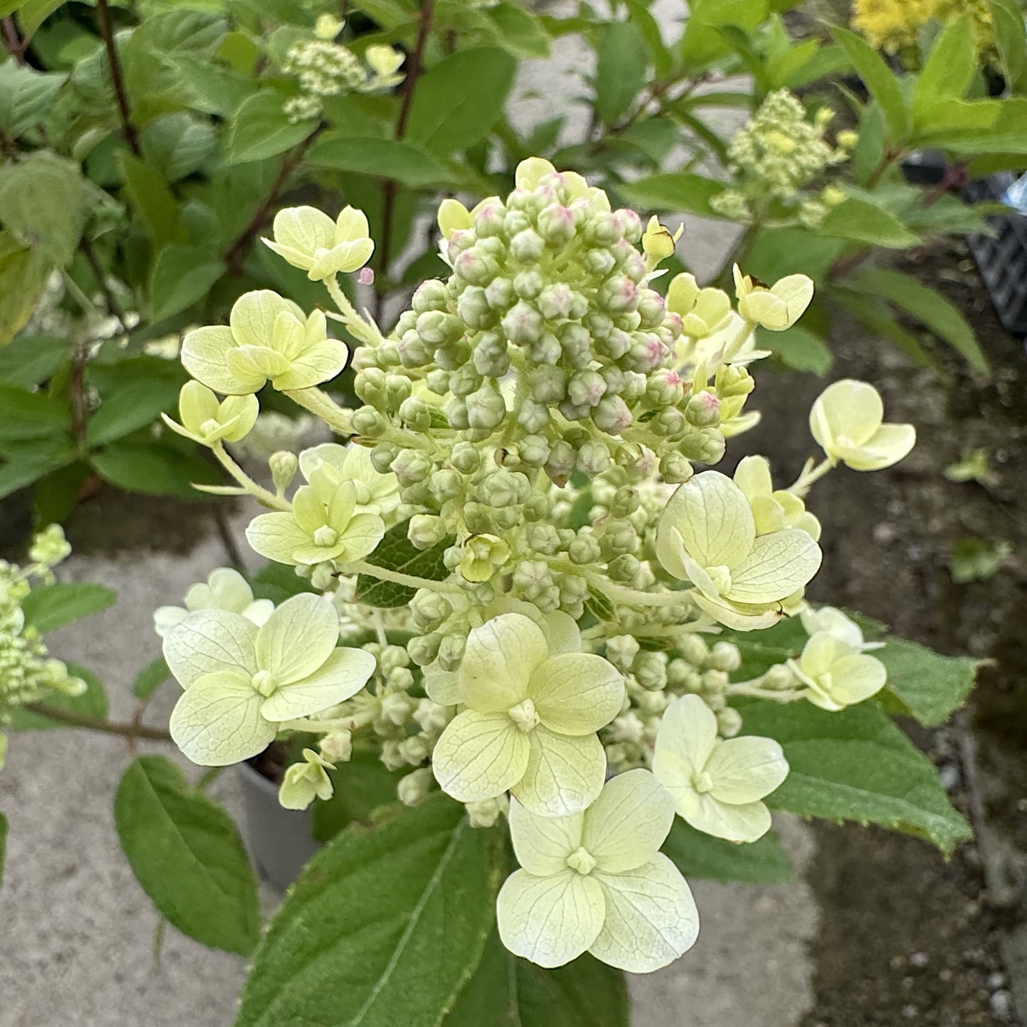 Hydrangea paniculata 'Graffiti'
