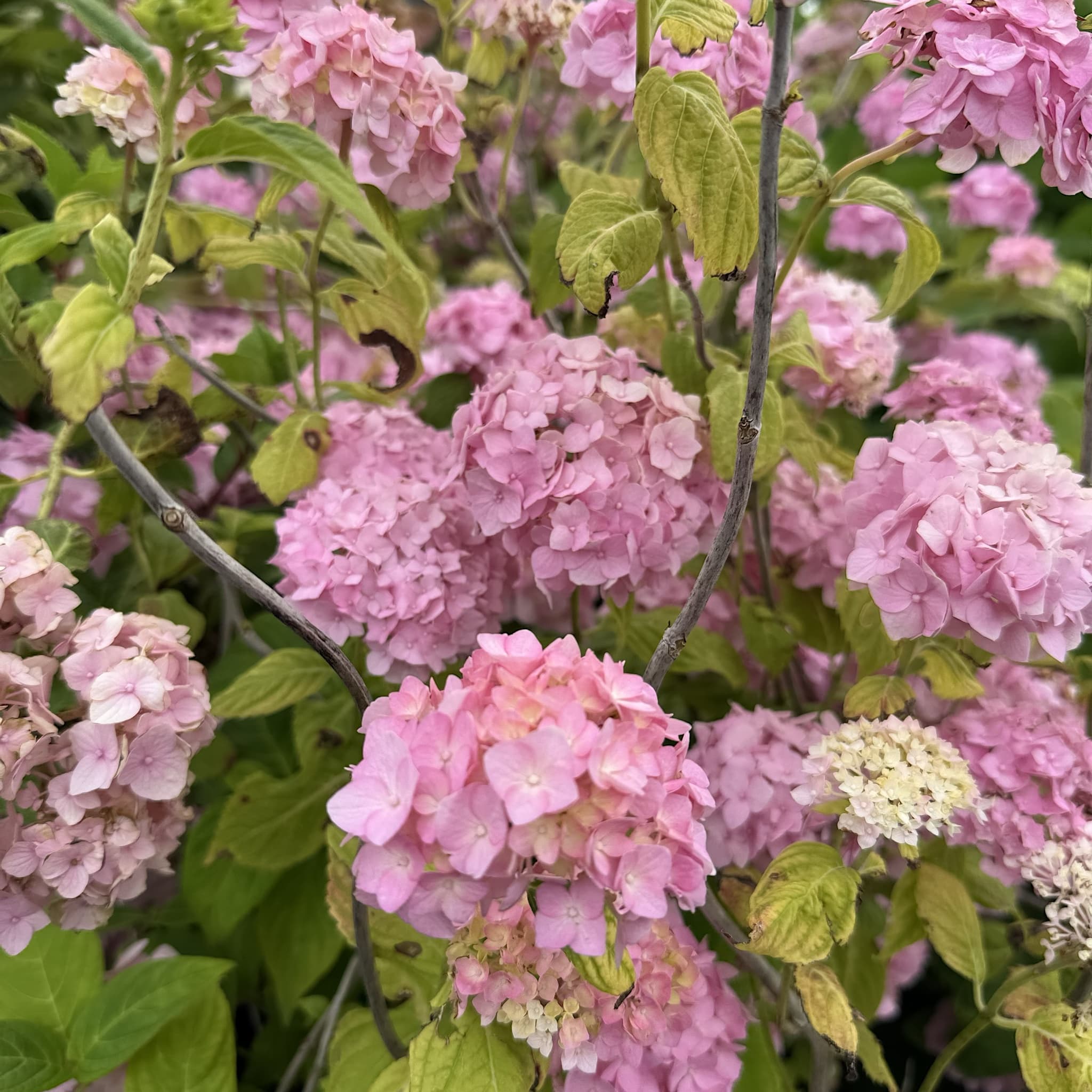 Hydrangea macr. 'Bouquet Rose’
