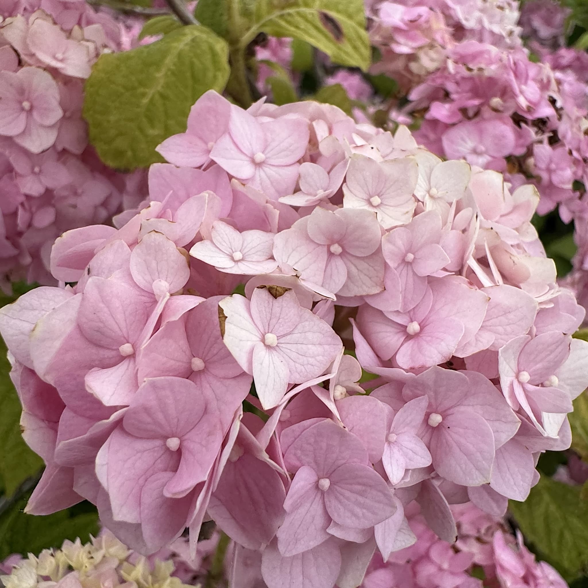 Hydrangea macr. 'Bouquet Rose’