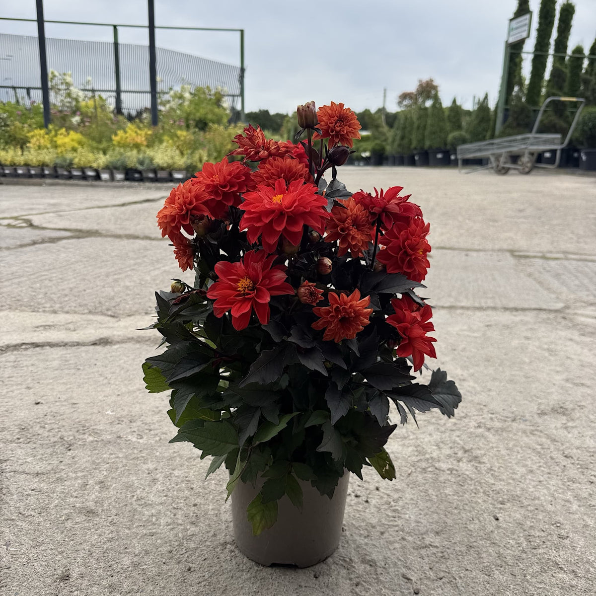 Dahlia ‘Gardenetta Scarlet’