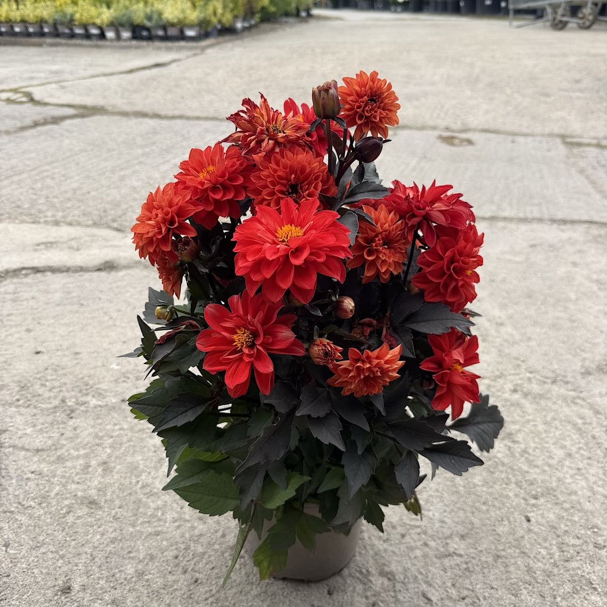 Dahlia ‘Gardenetta Scarlet’