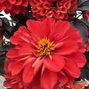 Dahlia ‘Gardenetta Scarlet’