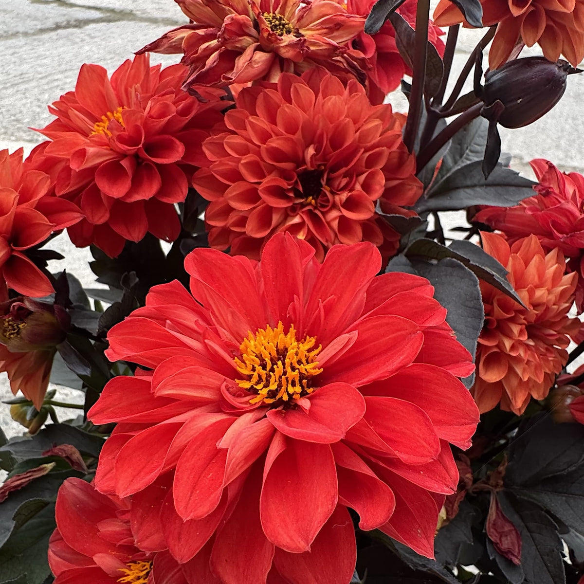 Dahlia ‘Gardenetta Scarlet’