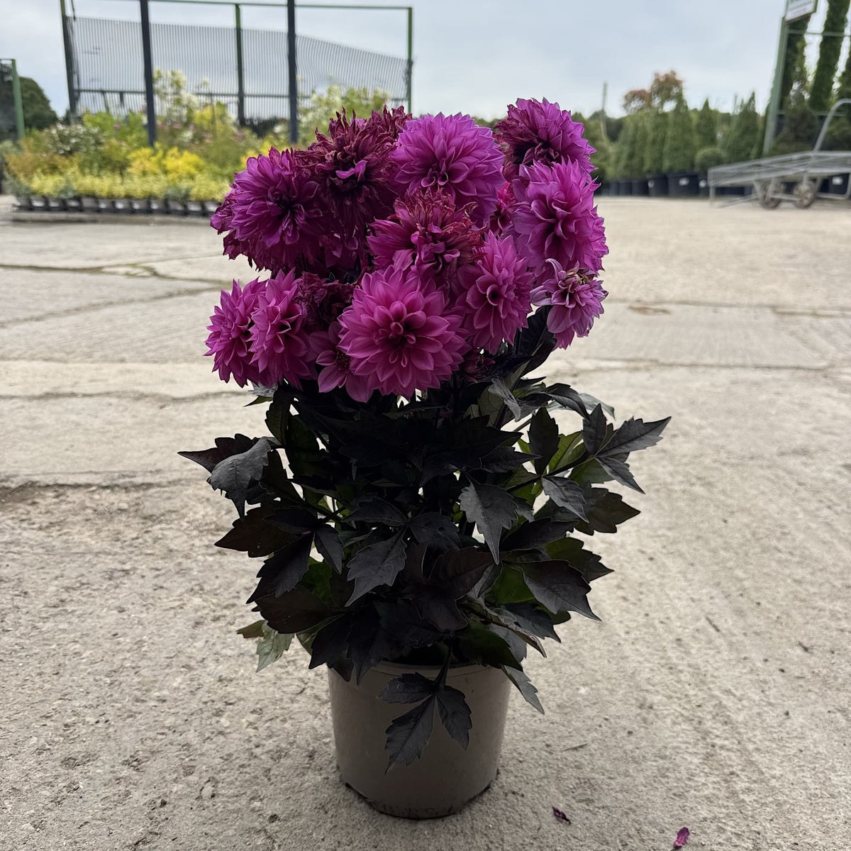 Dahlia ‘Gardenetta Lilac’