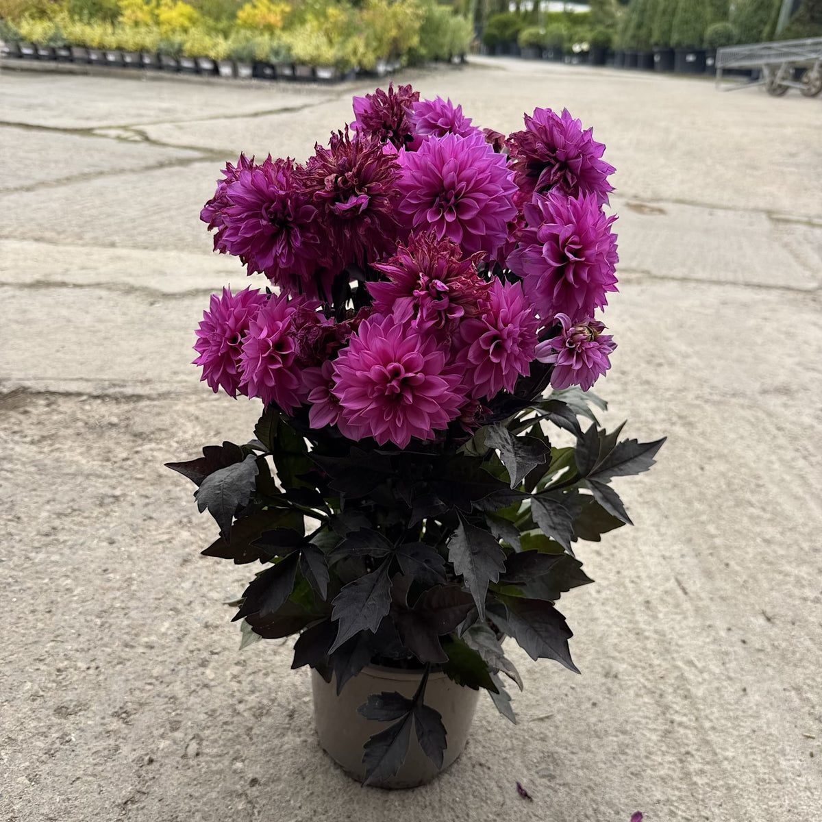 Dahlia ‘Gardenetta Lilac’