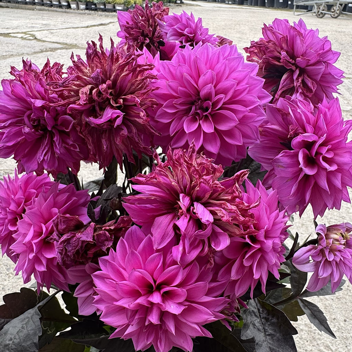 Dahlia ‘Gardenetta Lilac’