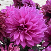 Dahlia ‘Gardenetta Lilac’