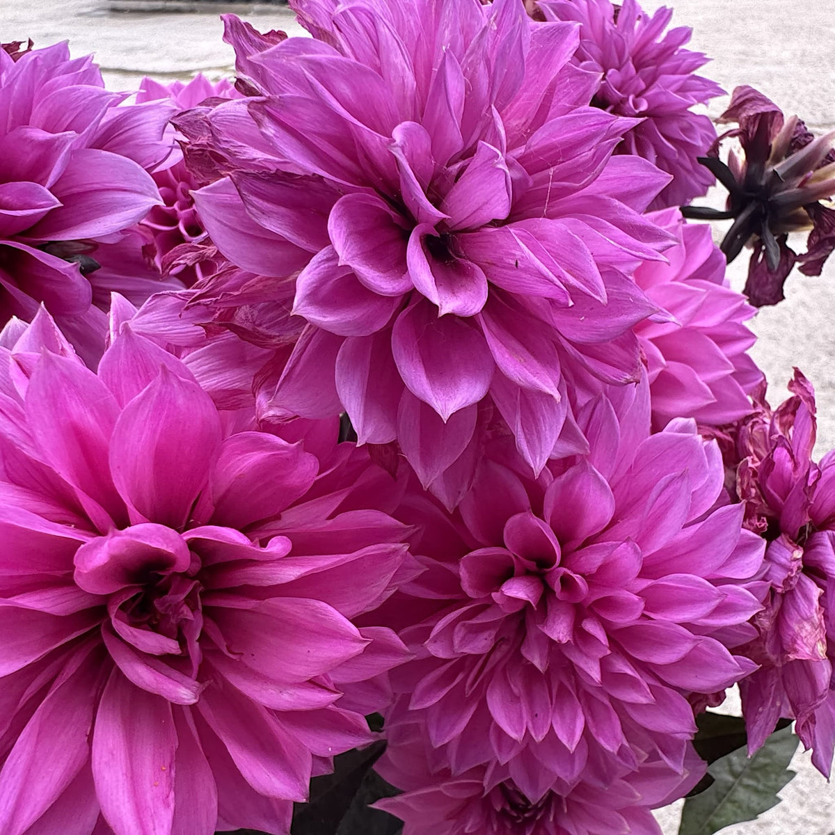 Dahlia ‘Gardenetta Lilac’