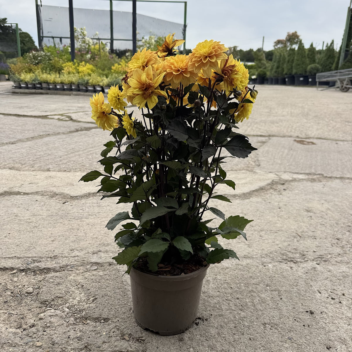 Dahlia ‘Gardenetta Yellow Golden’