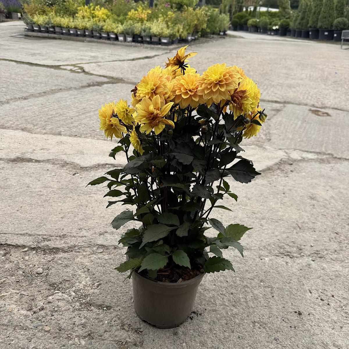 Dahlia ‘Gardenetta Yellow Golden’