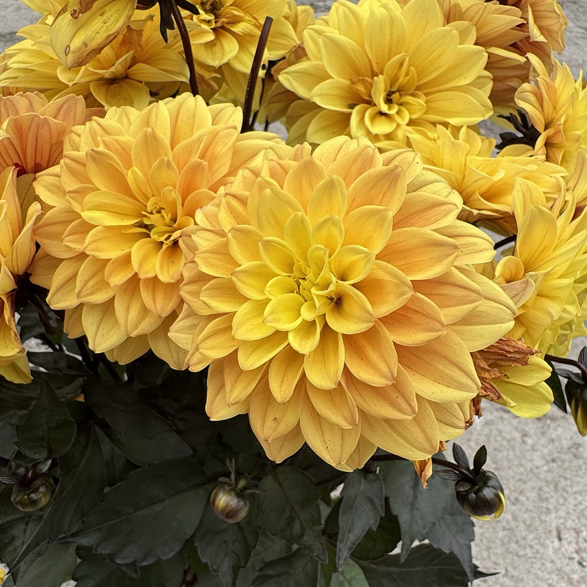 Dahlia ‘Gardenetta Yellow Golden’