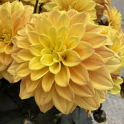 Dahlia ‘Gardenetta Yellow Golden’