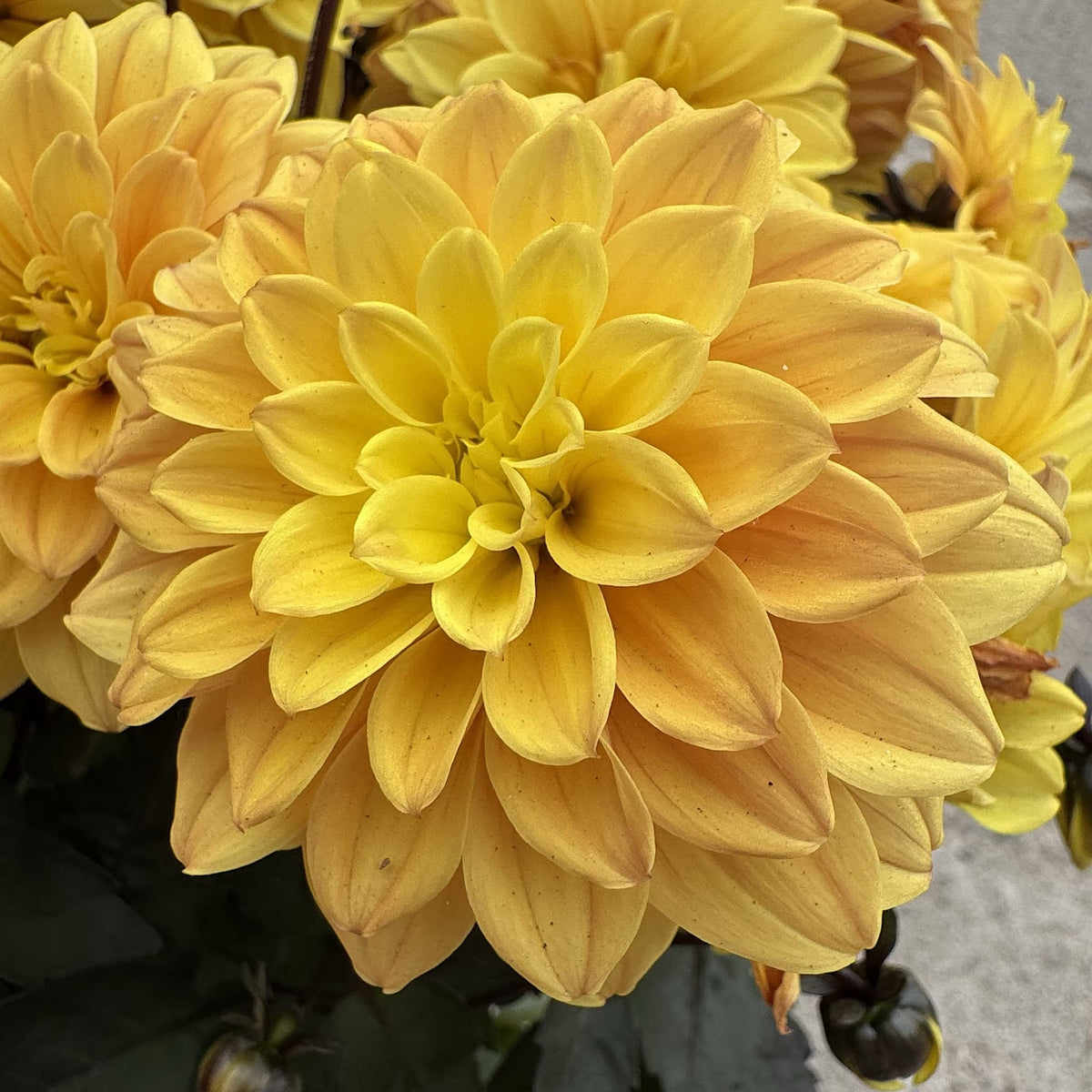 Dahlia ‘Gardenetta Yellow Golden’