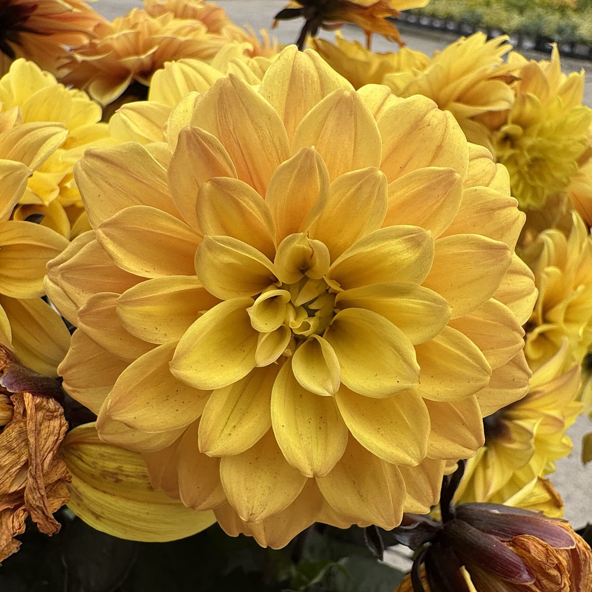 Dahlia ‘Gardenetta Yellow Golden’