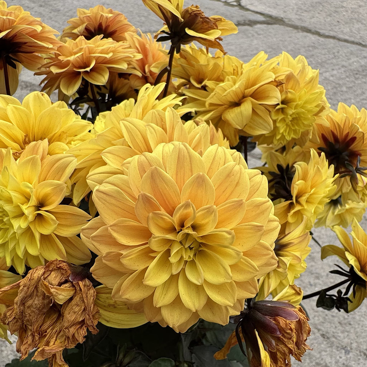 Dahlia ‘Gardenetta Yellow Golden’