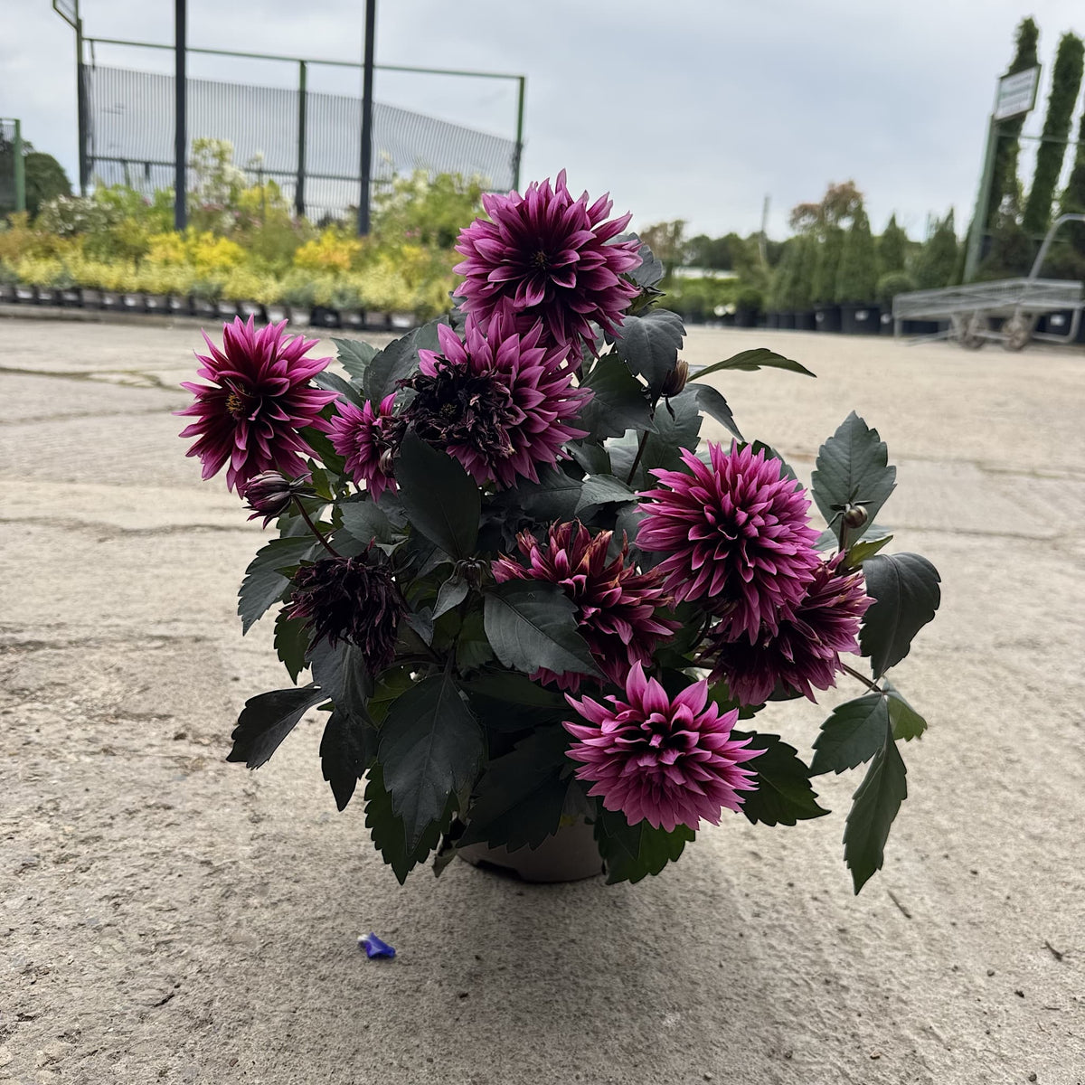 Dahlia ‘Gardenetta Velvet Crush’