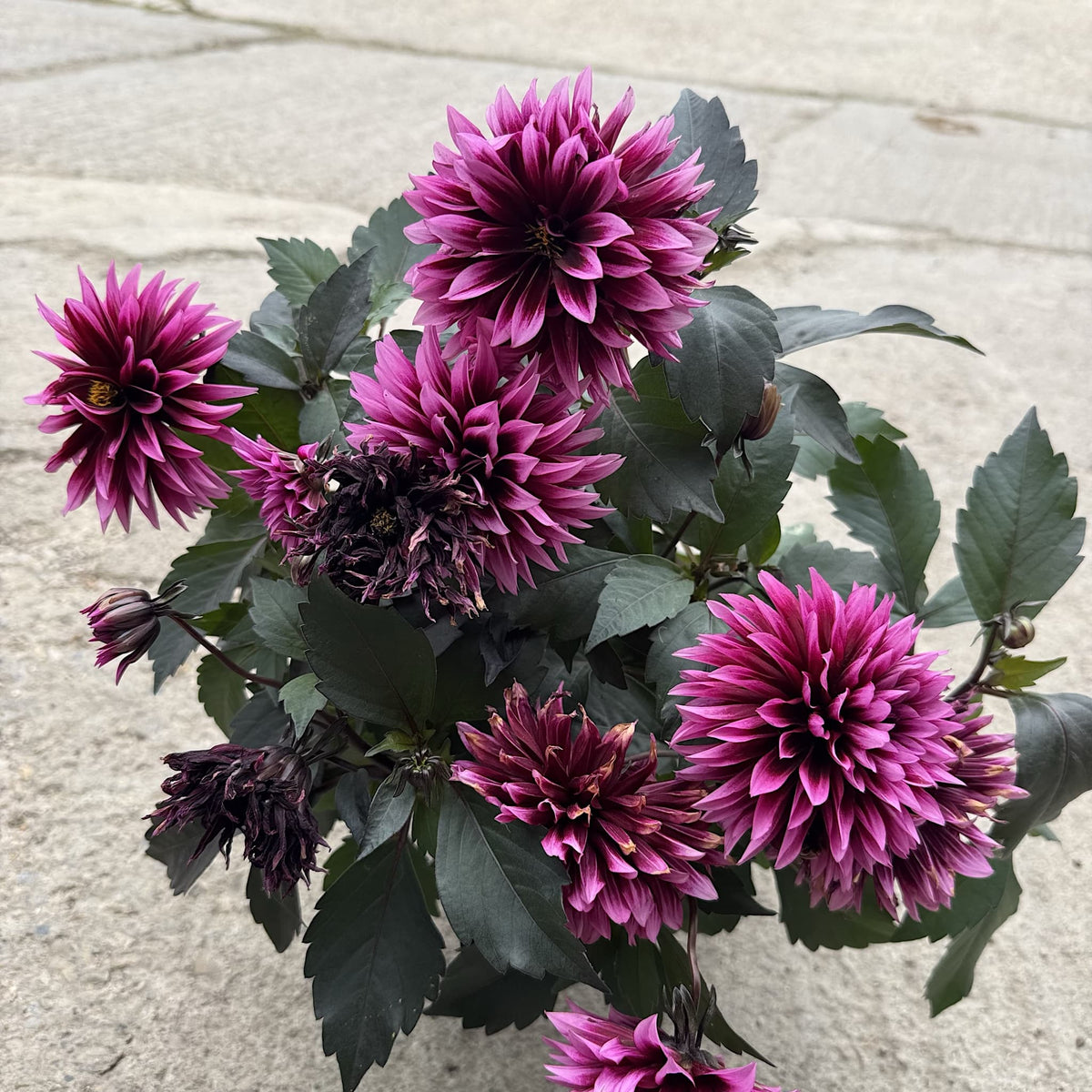Dahlia ‘Gardenetta Velvet Crush’
