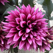 Dahlia ‘Gardenetta Velvet Crush’