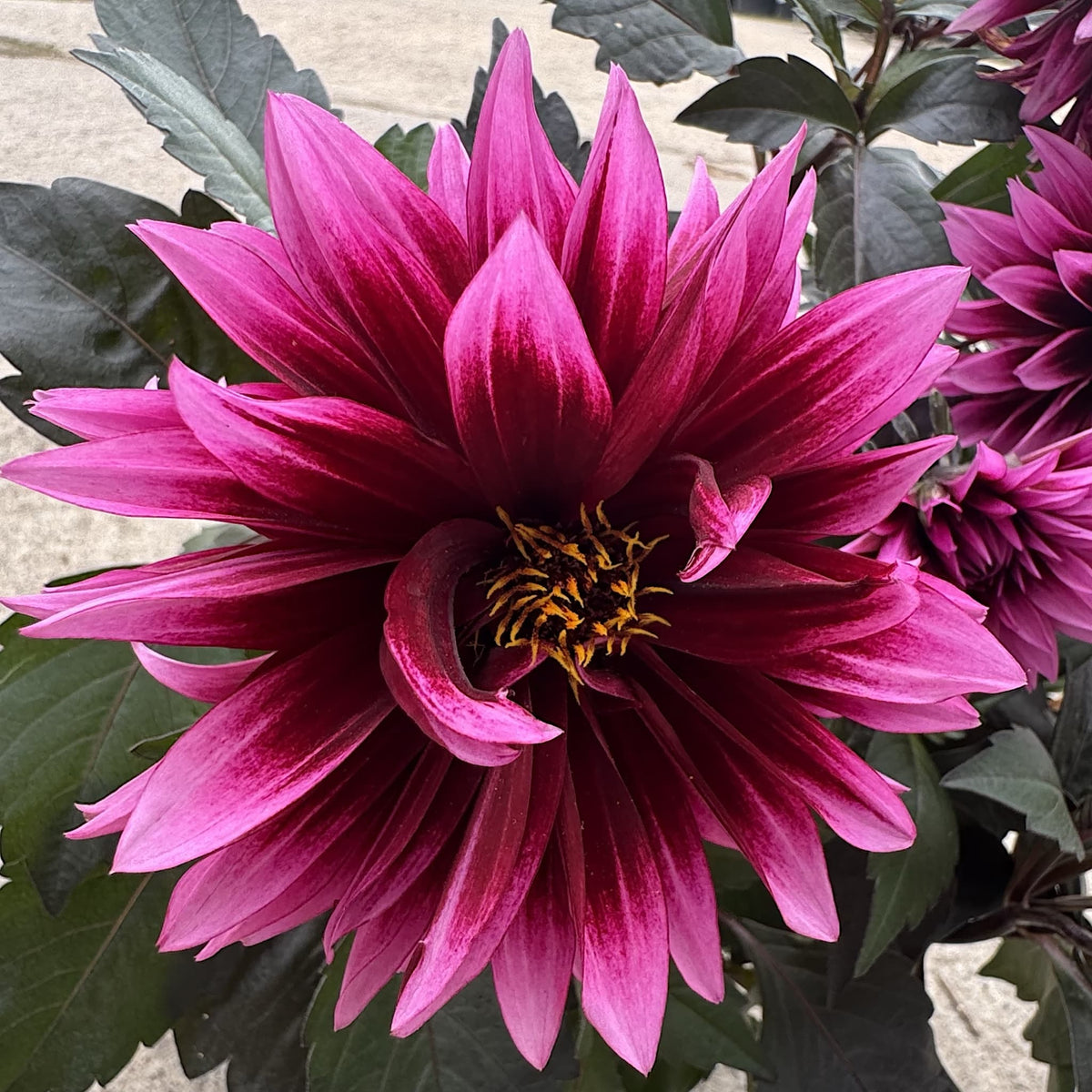 Dahlia ‘Gardenetta Velvet Crush’