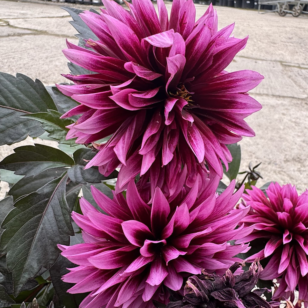 Dahlia ‘Gardenetta Velvet Crush’