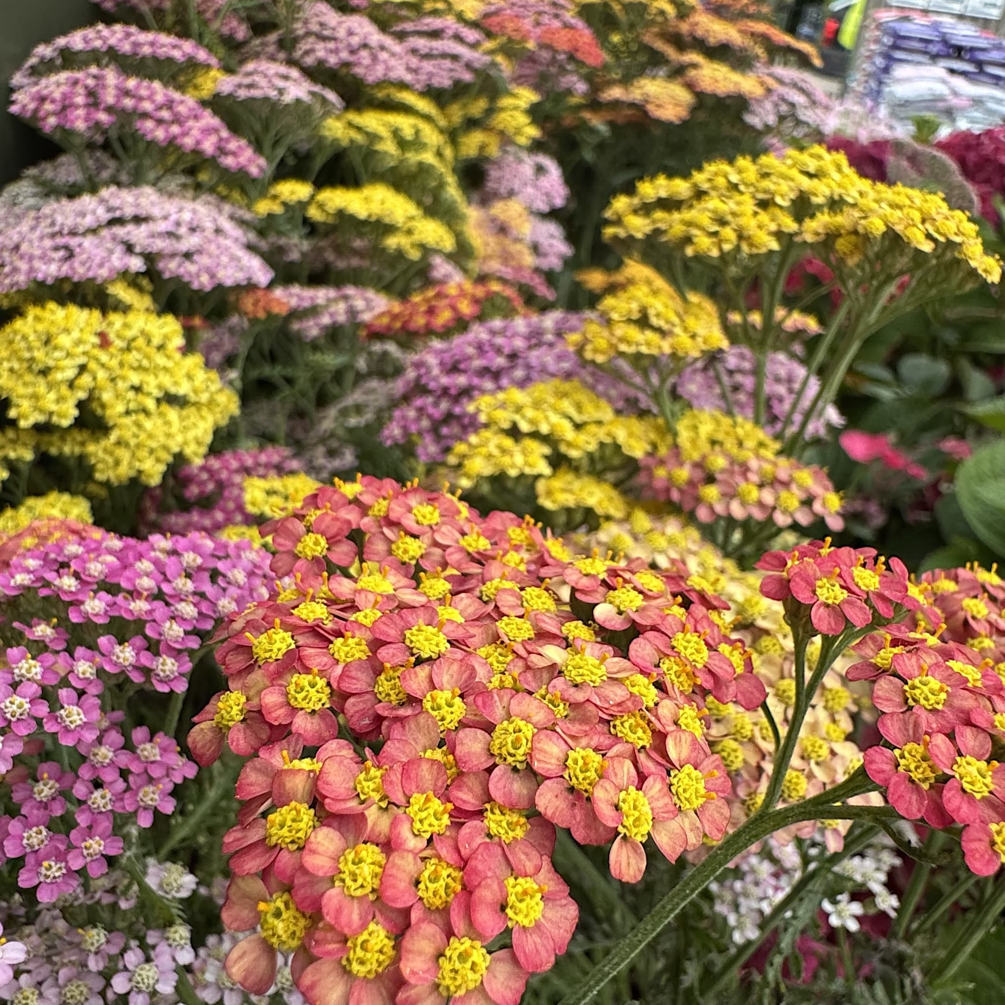 Achillea Milly Rock 'Dance With Me'