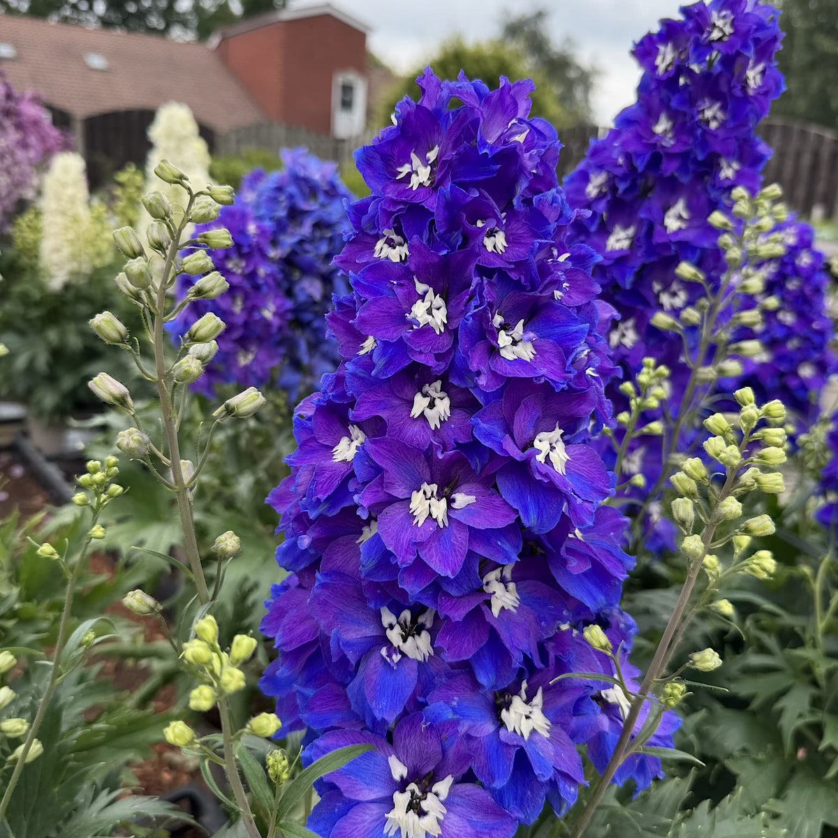 Delphinium delgenius 'Glitzy'
