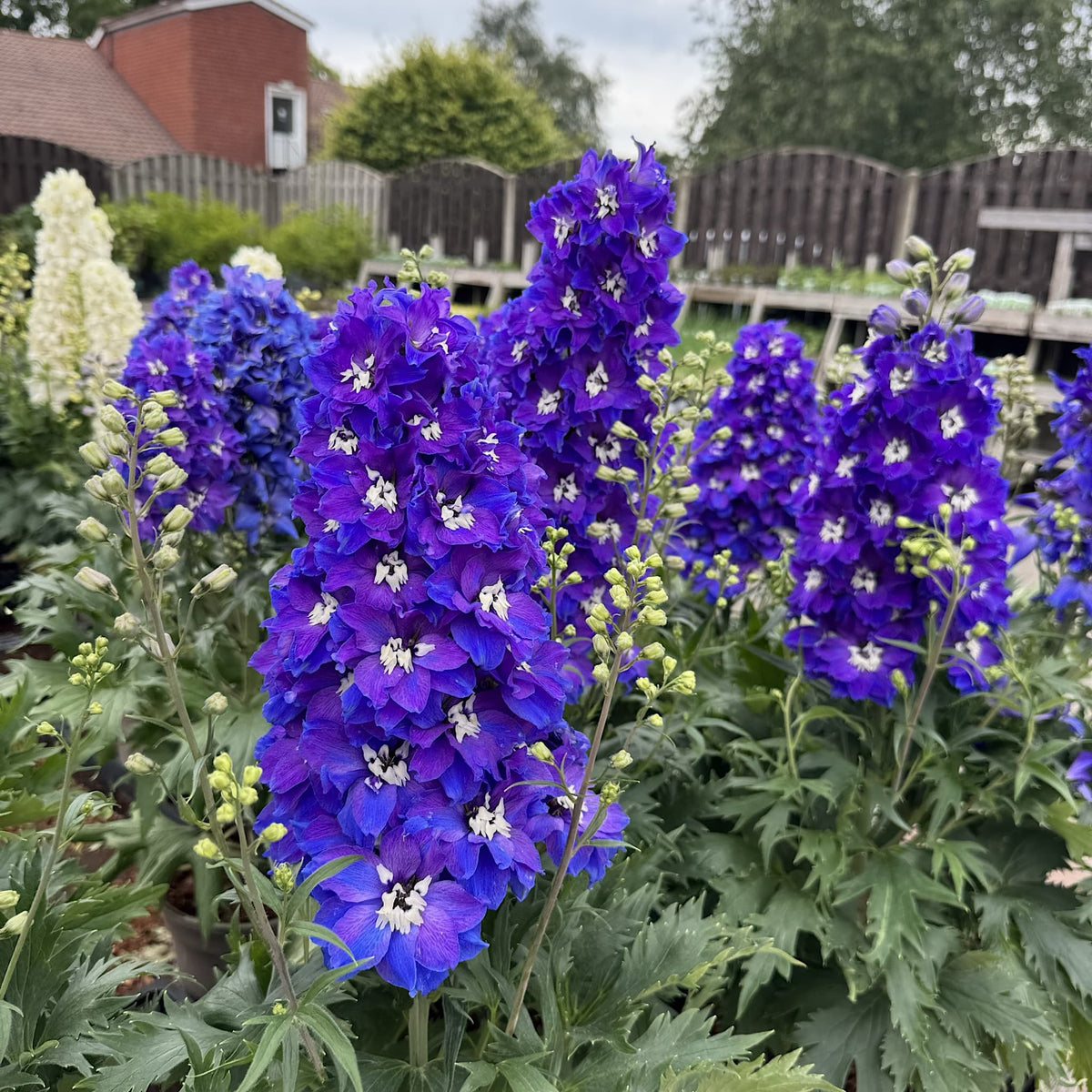 Delphinium delgenius 'Glitzy'
