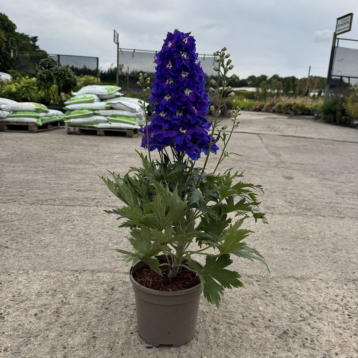 Delphinium delgenius 'Glitzy'