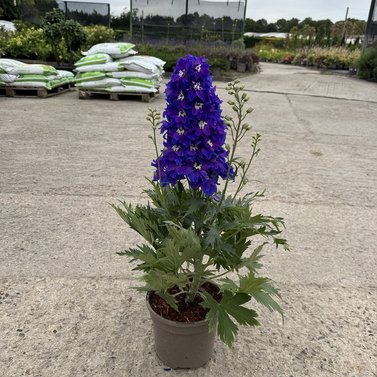 Delphinium delgenius 'Glitzy'