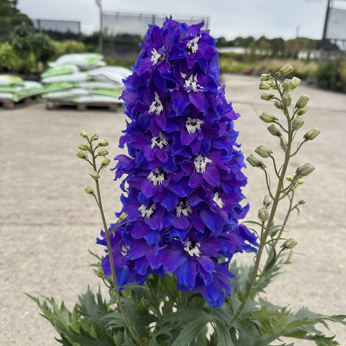 Delphinium delgenius 'Glitzy'