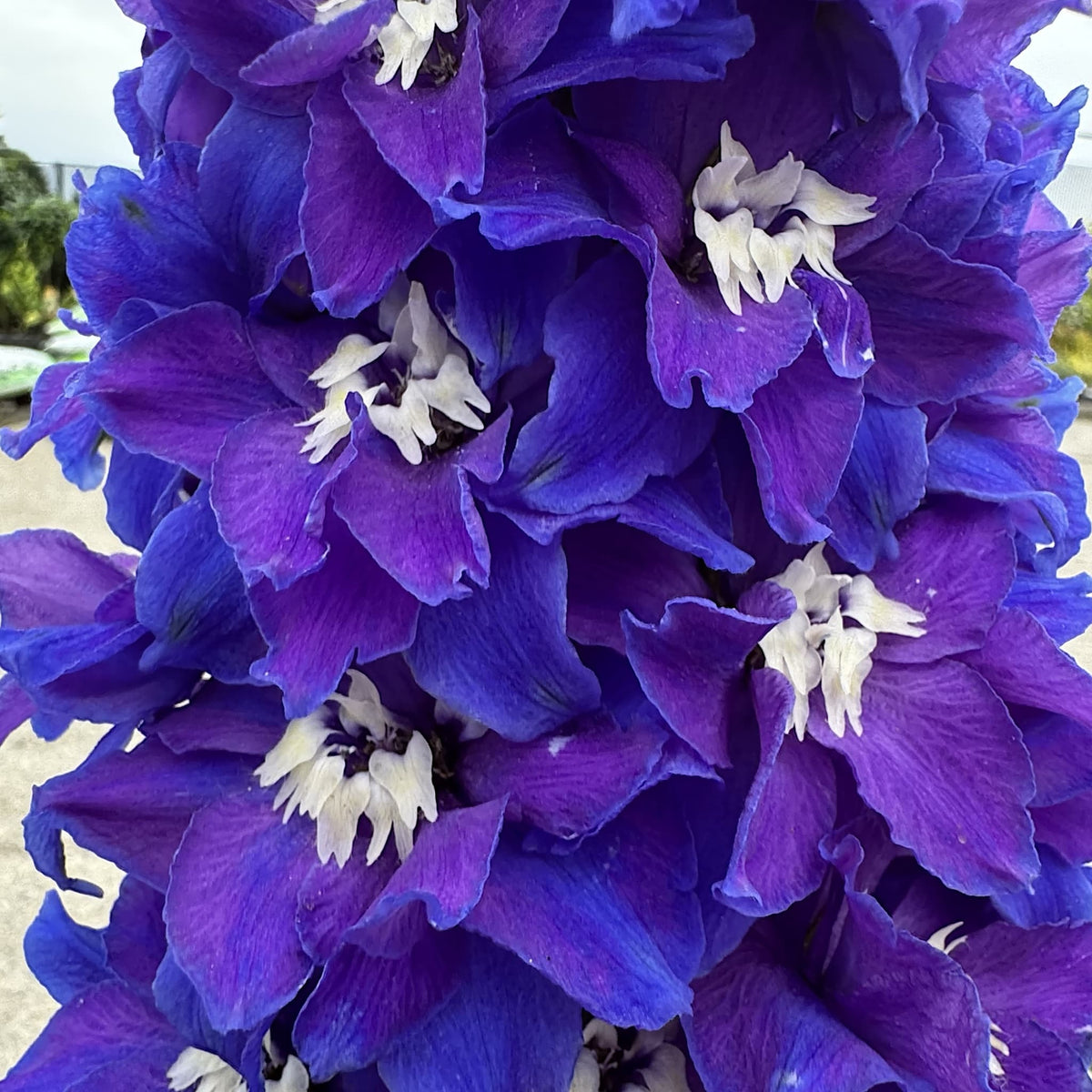 Delphinium delgenius 'Glitzy'