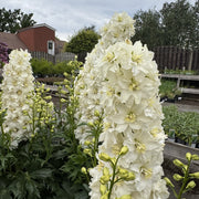 Delphinium delgenius ‘Neva’