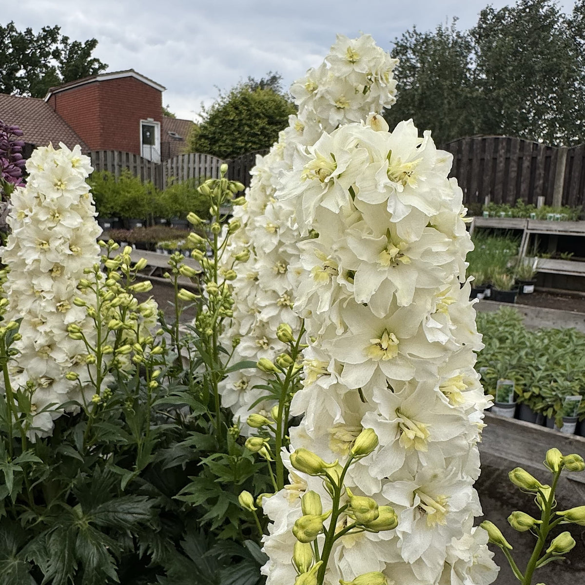 Delphinium delgenius ‘Neva’