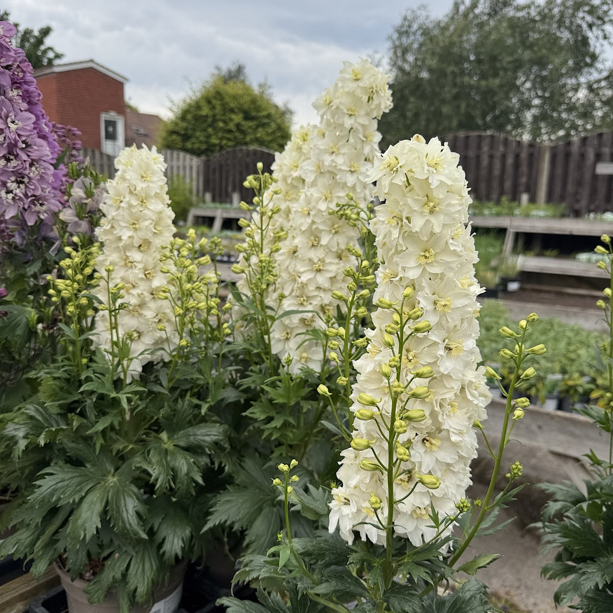 Delphinium delgenius ‘Neva’