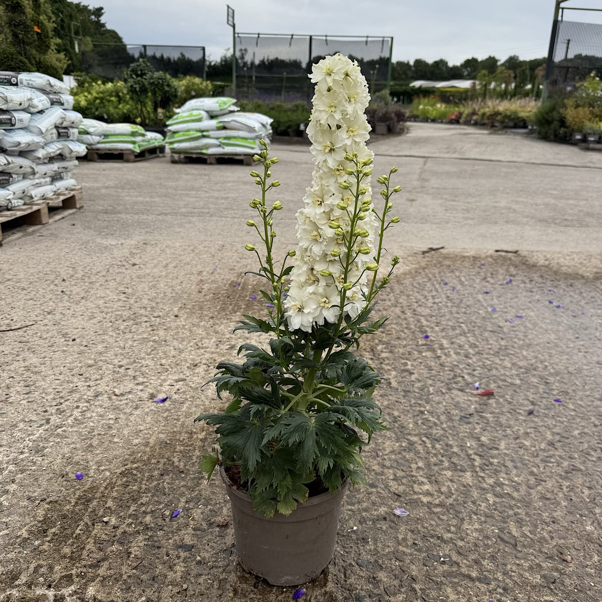 Delphinium delgenius ‘Neva’