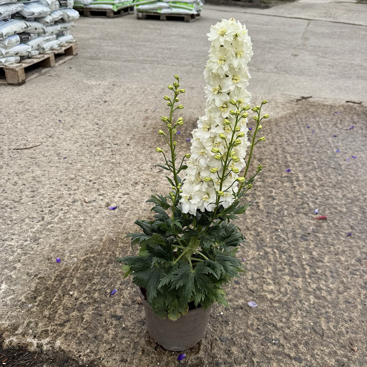 Delphinium delgenius ‘Neva’