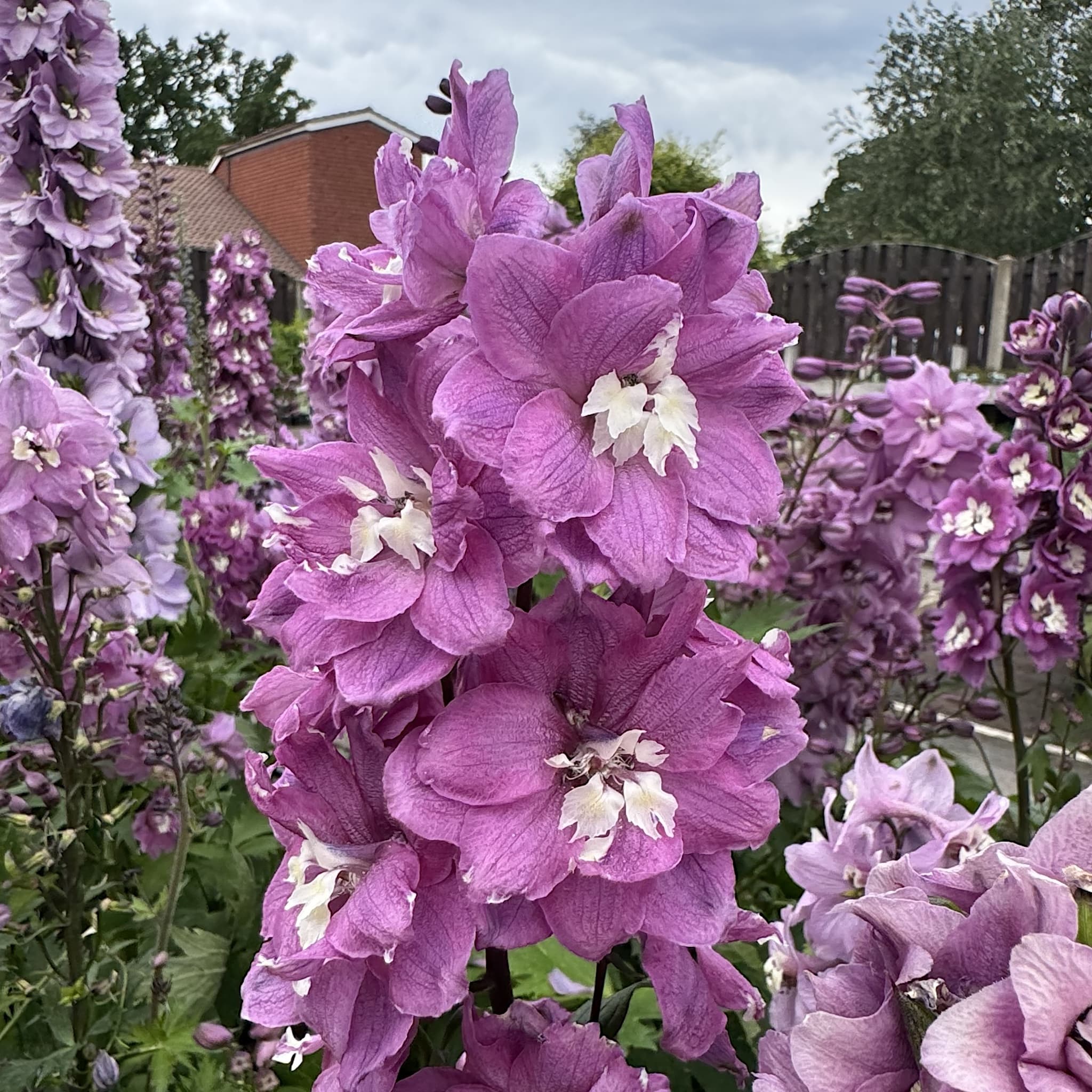 Delphinium 'Magic Fountains Deep Rose White Bee'