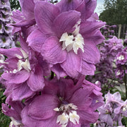 Delphinium 'Magic Fountains Deep Rose White Bee'