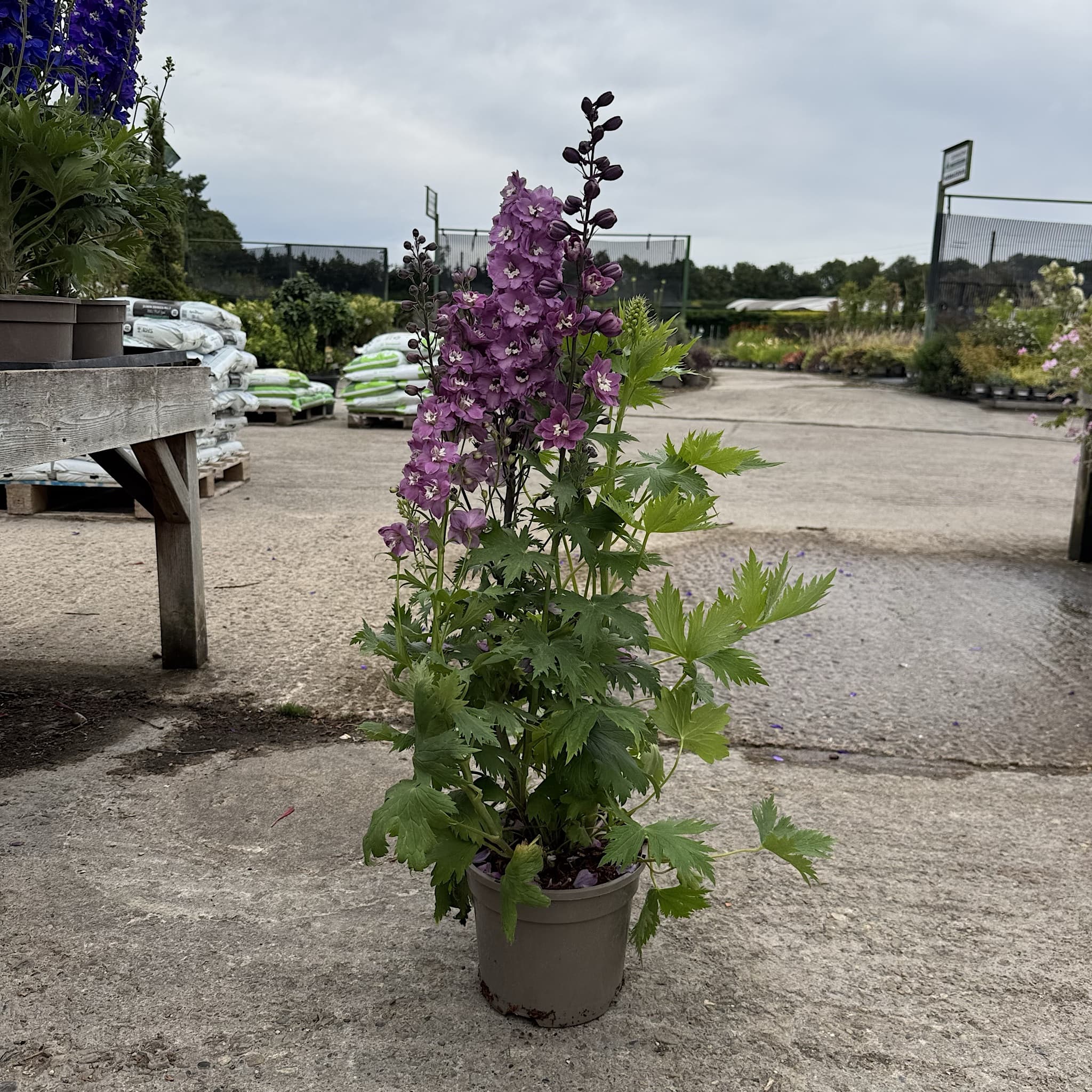 Delphinium 'Magic Fountains Deep Rose White Bee'