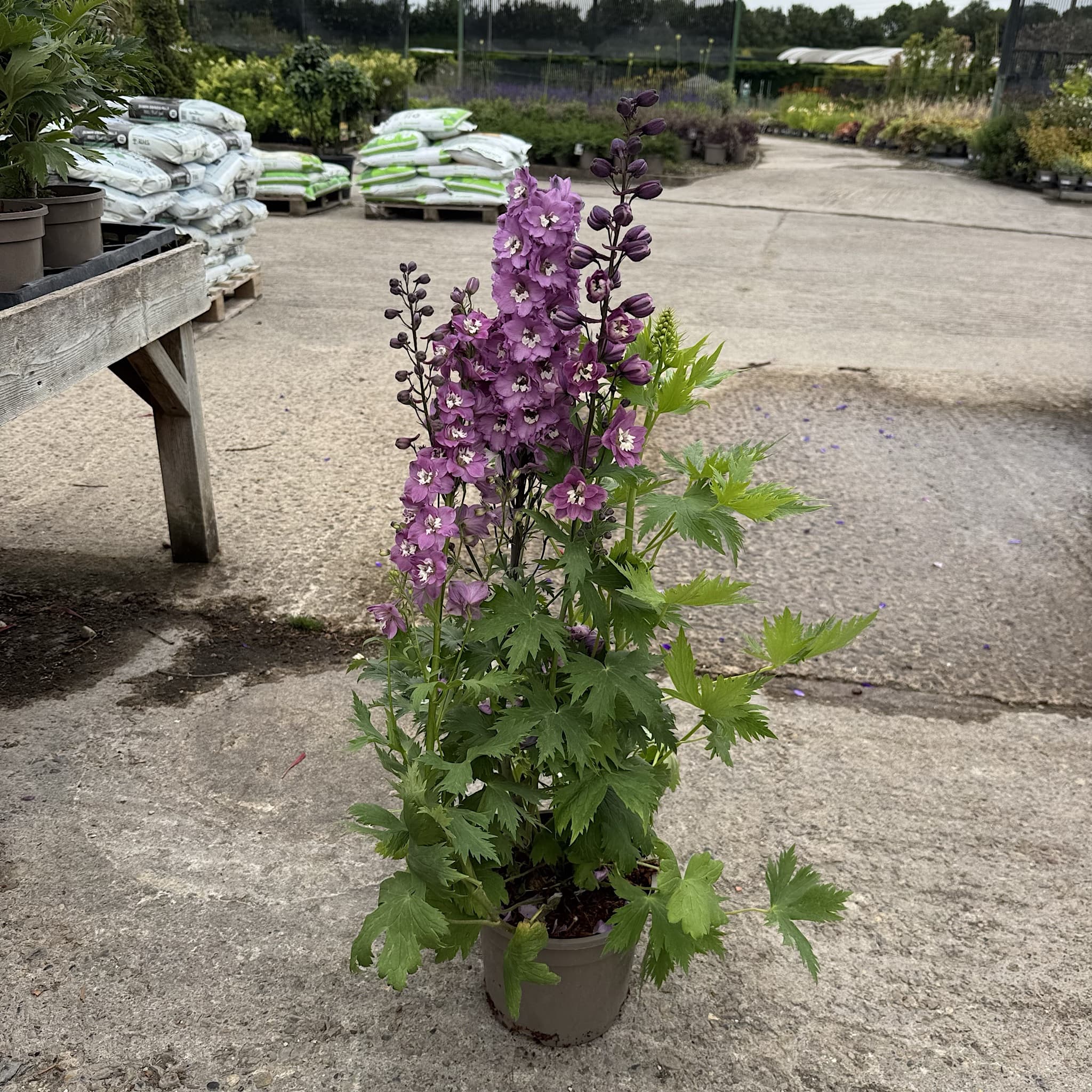 Delphinium 'Magic Fountains Deep Rose White Bee'